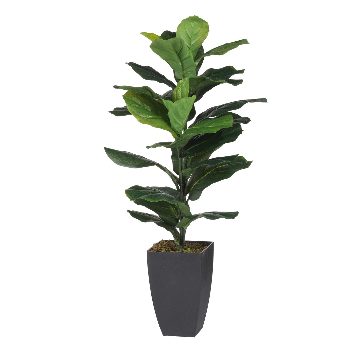 Fig Tree 29877