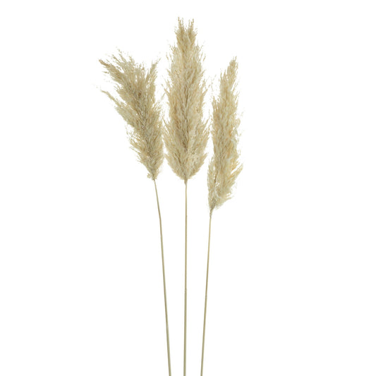 Dried Pampas Flower 3 pc 411868-CREA-AB