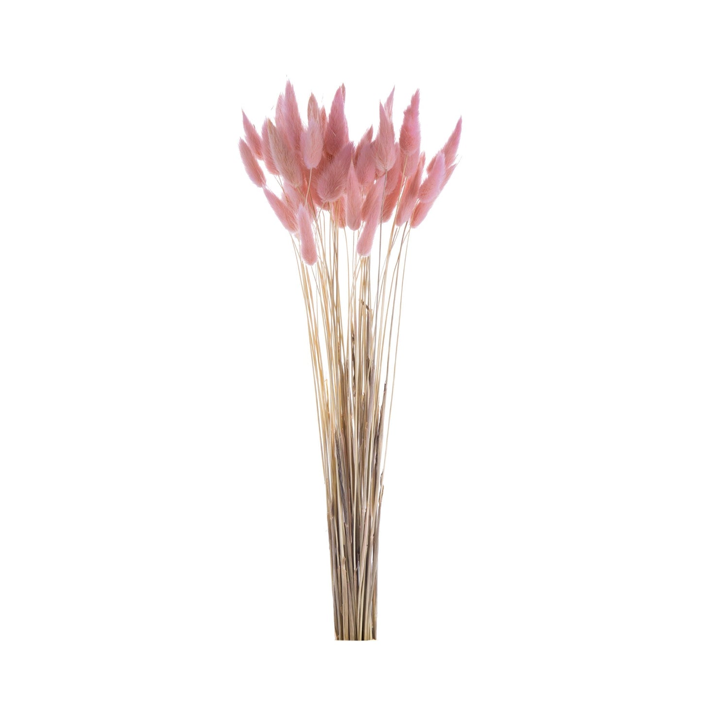 Rabbit Tail Flower 50 pcs 411878-BLUS-AB