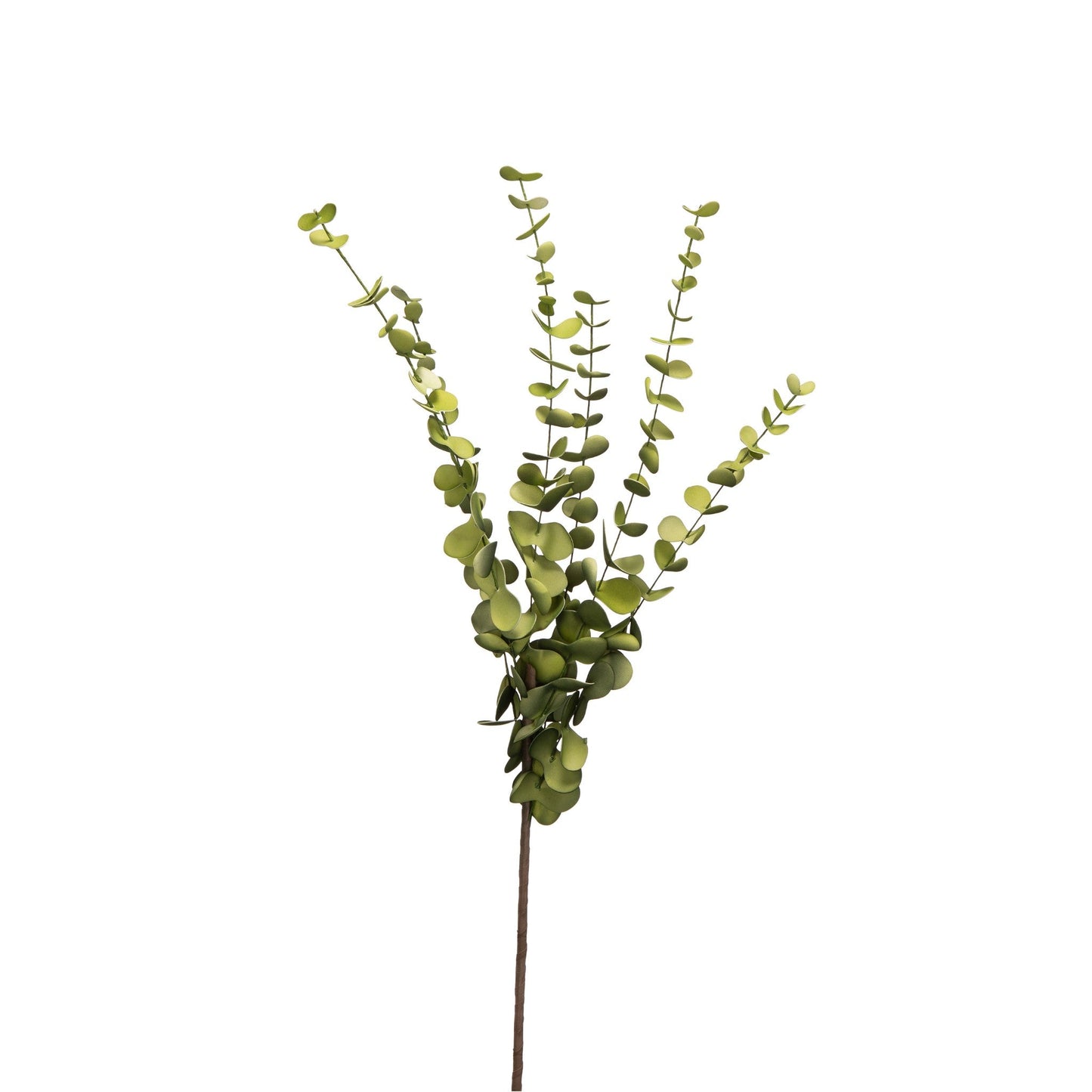 Eucalyptus Plant 420018-AB
