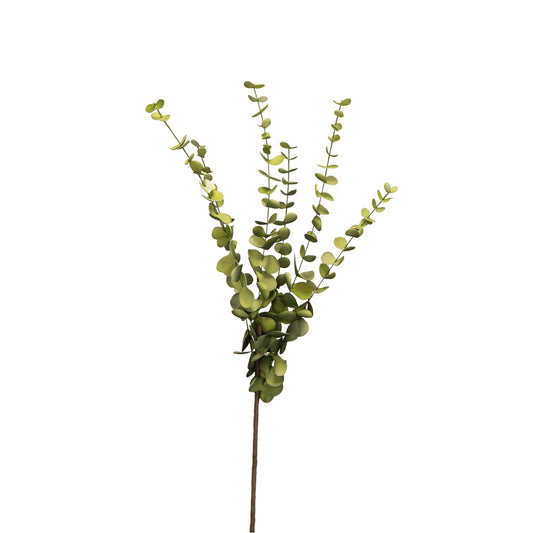 Eucalyptus Plant 420018-AB