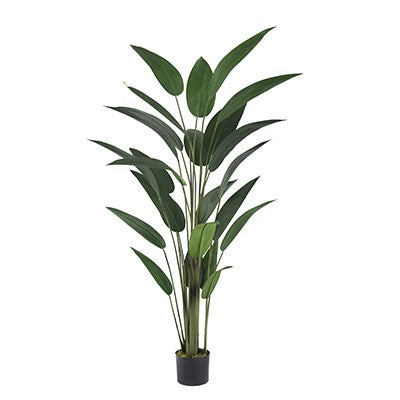 Bird of Paradise Tree SA11849-AB